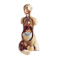 Torso didáctico básico KnowBody ™